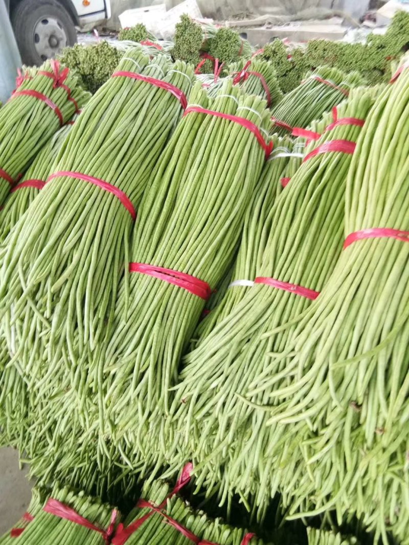 长豆角（豇豆）大量上市中