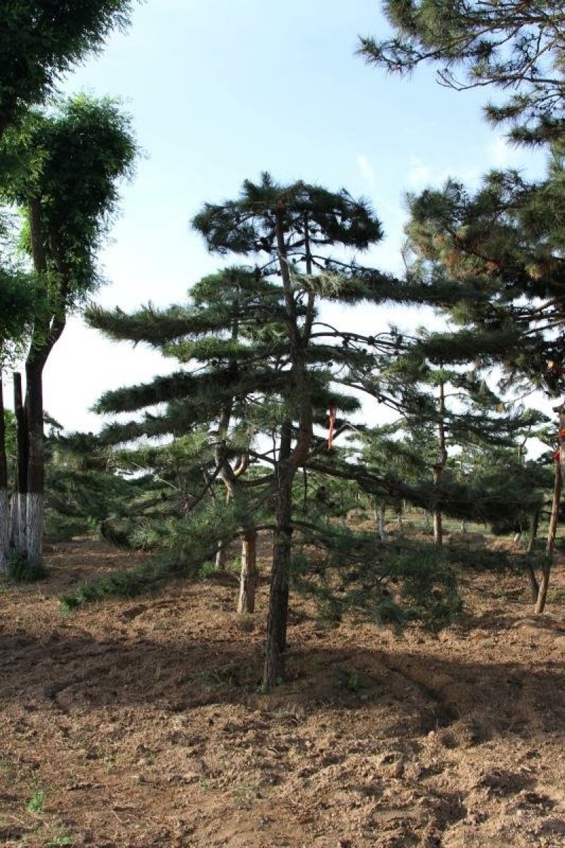 造型松