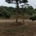 造型松