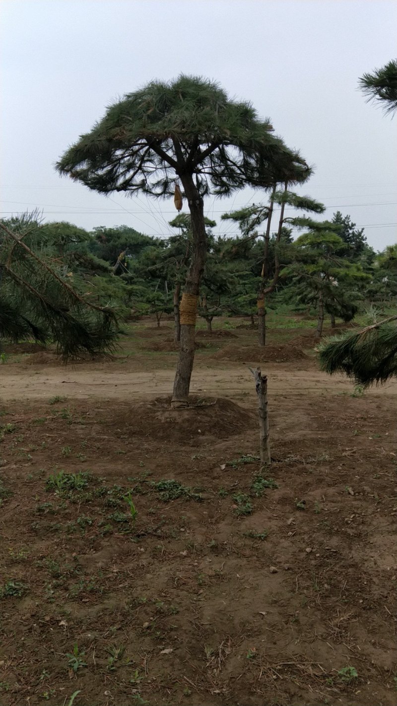 造型松