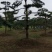 造型松