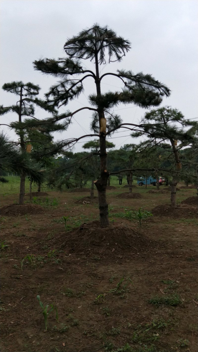 造型松
