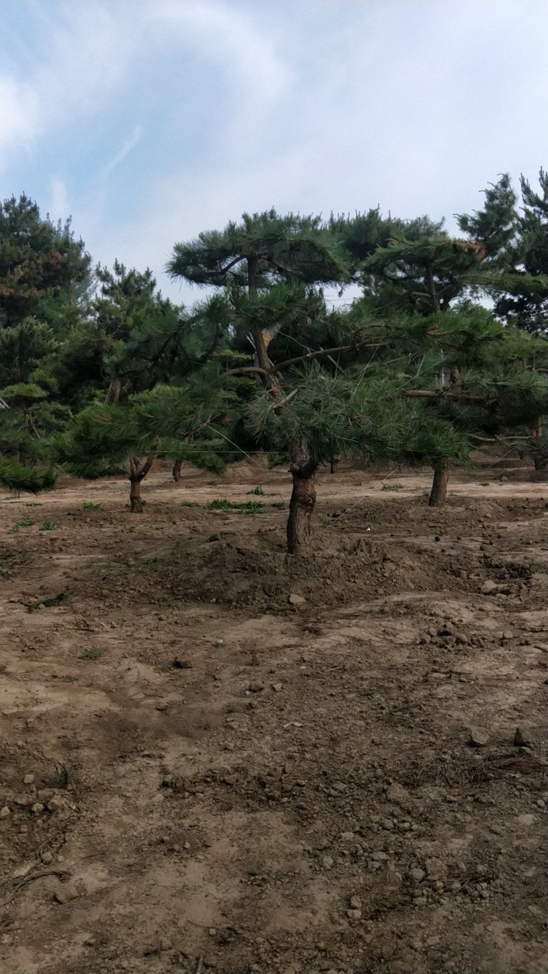 造型松
