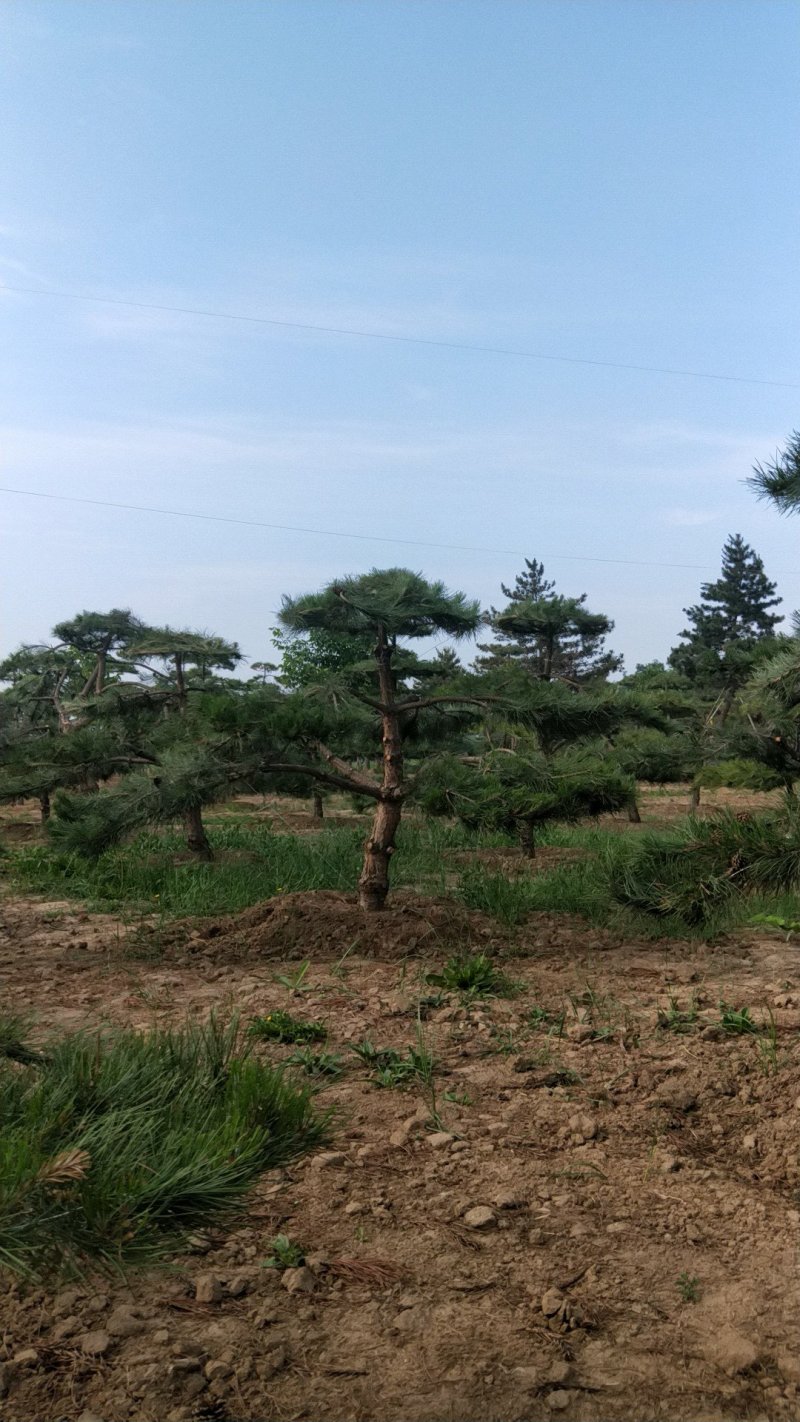 造型松