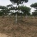 造型松
