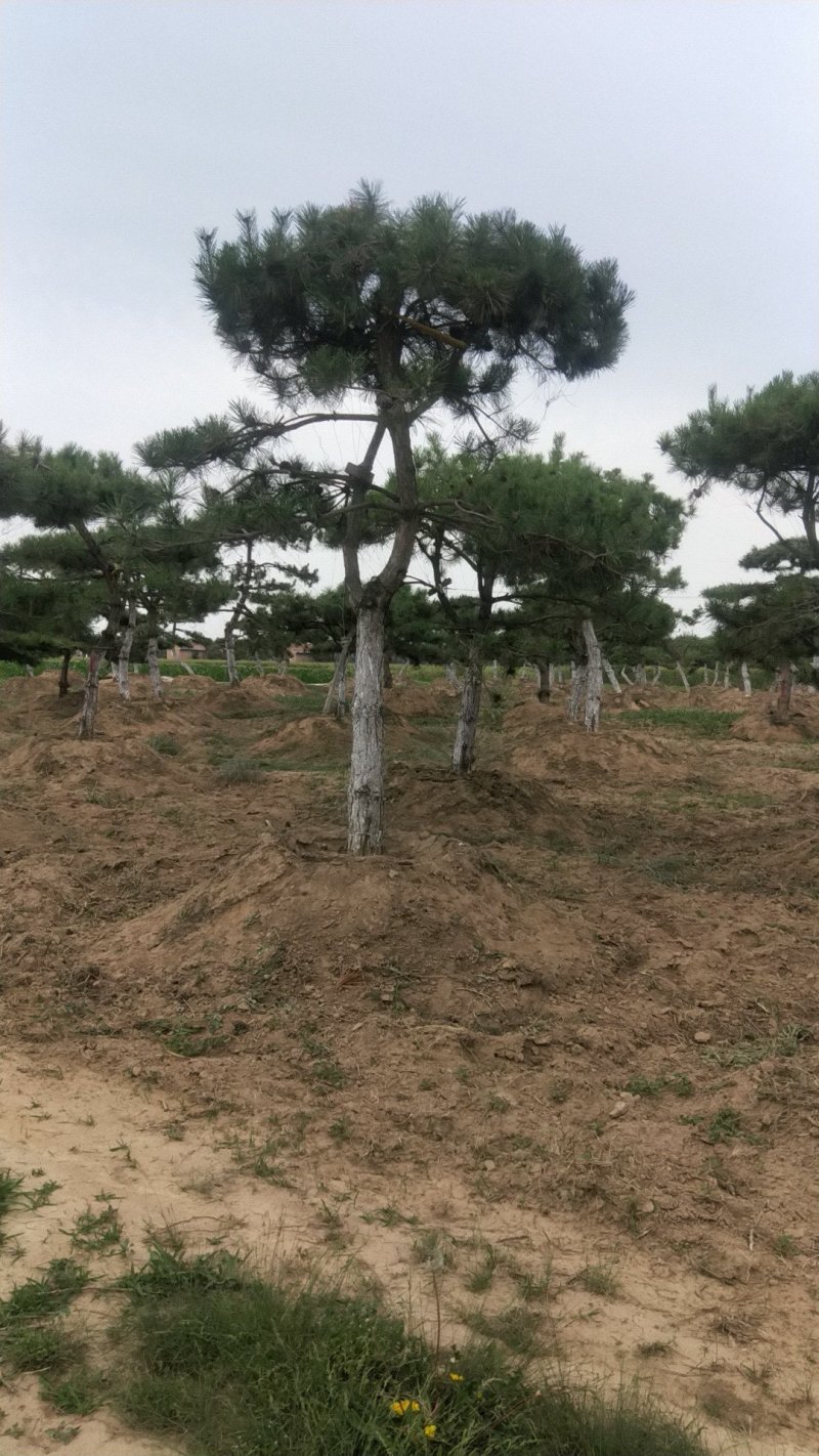 造型松