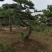 造型松