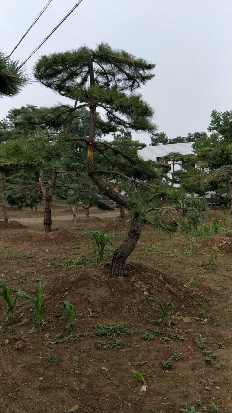 造型松