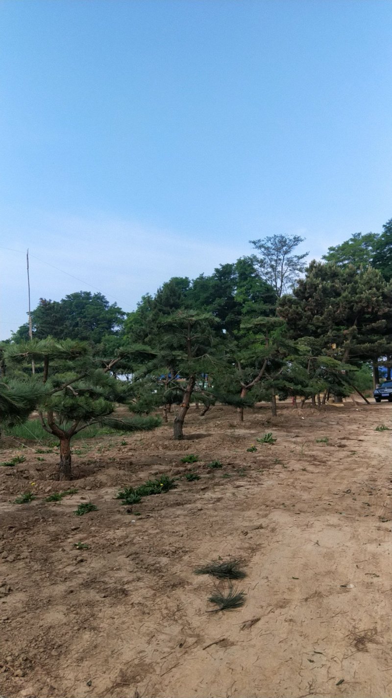 造型松