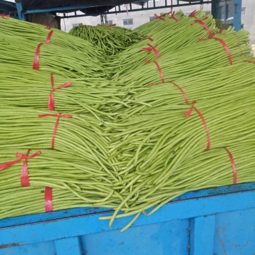 长豆角（豇豆）大量上市中