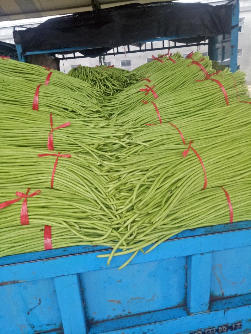 长豆角（豇豆）大量上市中