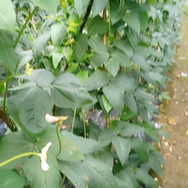 李华贵