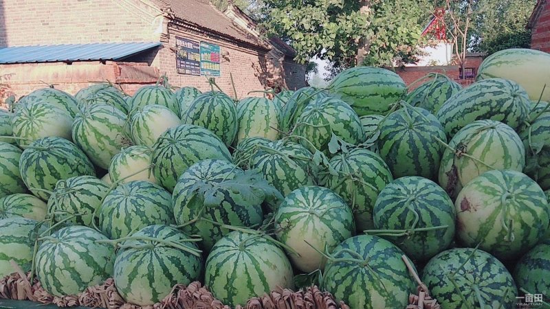 西瓜