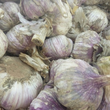山东聊城紫皮杂交大蒜，无糖无绿无杂个头大价格底。欢迎各大