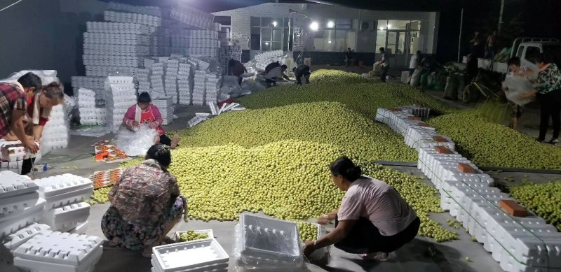 大量上市山东早脆王鲜枣产地直供货源充足