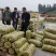 大量上市山东早脆王鲜枣产地直供货源充足