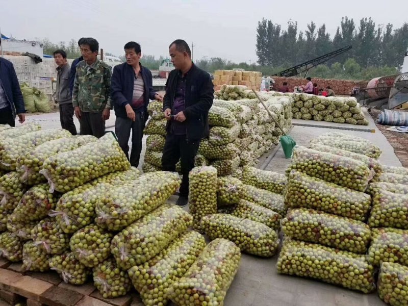大量上市山东早脆王鲜枣产地直供货源充足