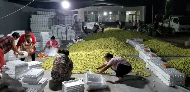 大量上市山东早脆王鲜枣产地直供货源充足