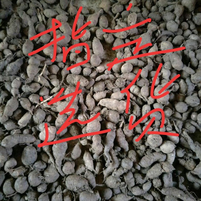 三叶青鲜货农村一手货源数量有限石老虎5斤起发货
