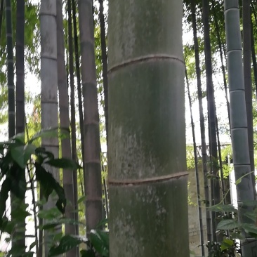 楠竹