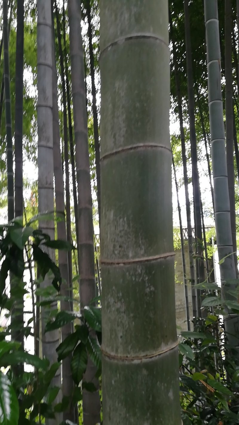 楠竹