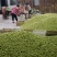 山东早熟鲜枣鲜冬枣批发基地直供电商优质货源果园现摘
