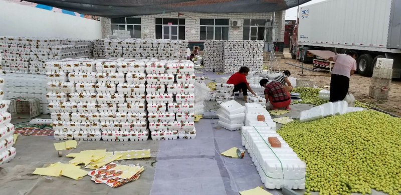 山东早熟鲜枣鲜冬枣批发基地直供电商优质货源果园现摘
