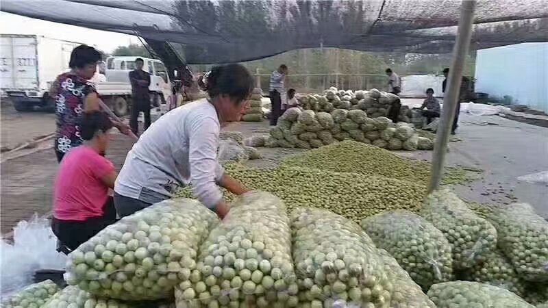 山东冬枣批发产地直销日供货十万斤