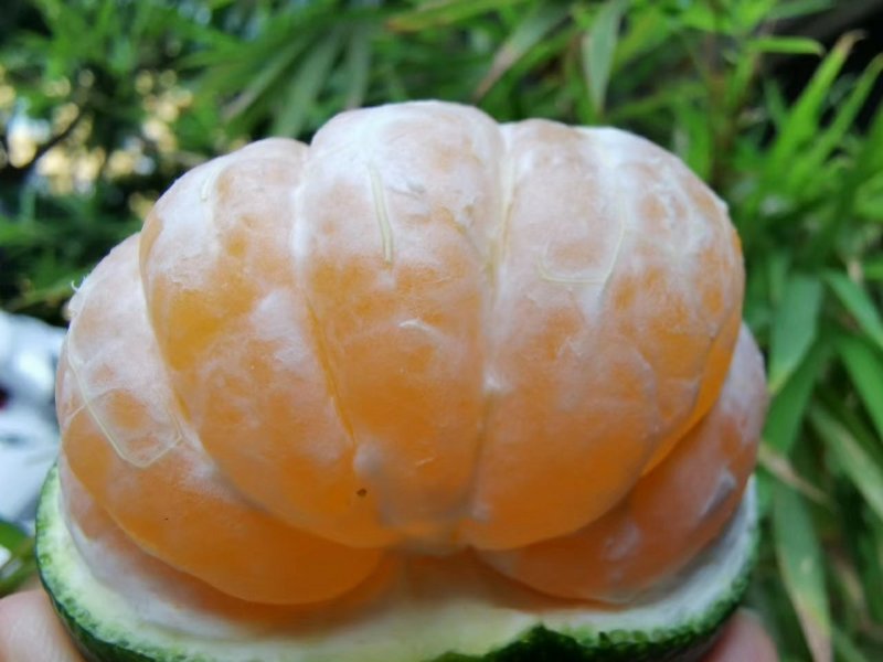 云南蜜桔