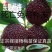 东魁杨梅树苗南方北方种植包成活当