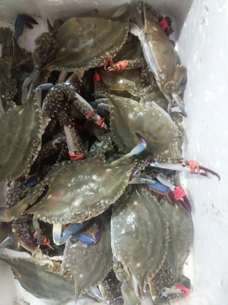 精品海鲜