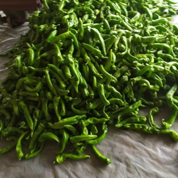 尖椒（牛角椒）翁牛特旗精品椒露天蔬菜基地地。