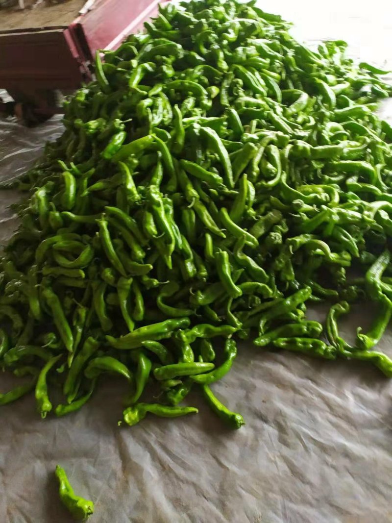 尖椒（牛角椒）翁牛特旗精品椒露天蔬菜基地地。