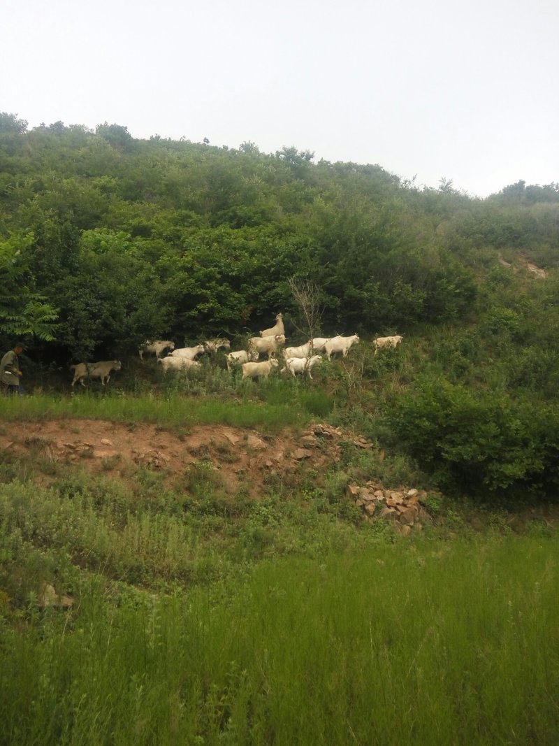 辽宁盖县绒山羊