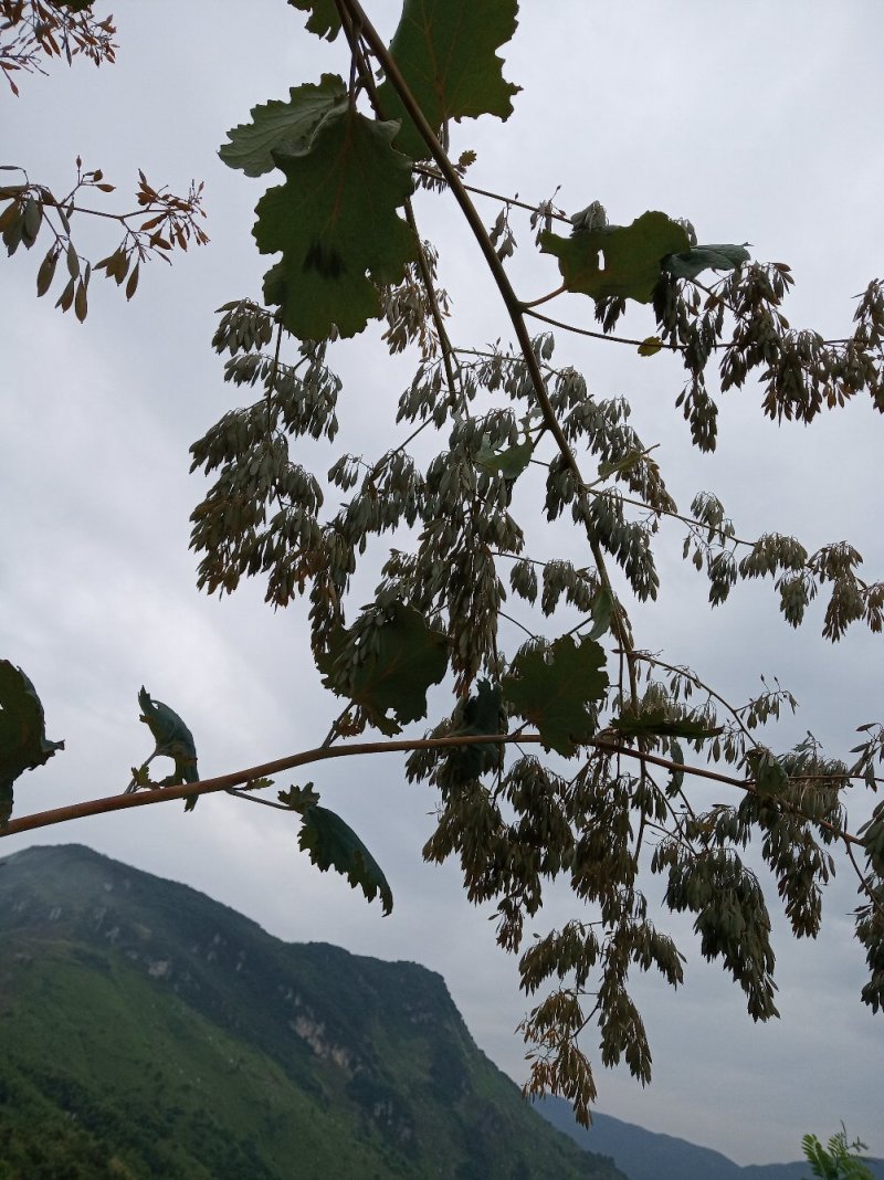 博落回果荚干货，博落回通货干货，欢迎你的联系