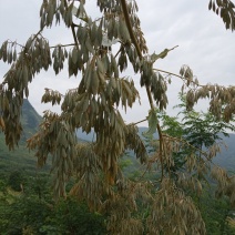 博落回果荚干货，博落回通货干货，欢迎你的