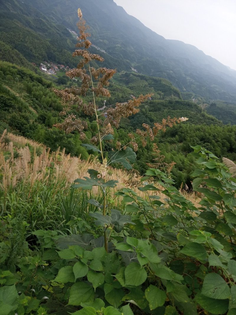 博落回果荚干货，博落回通货干货，欢迎你的联系