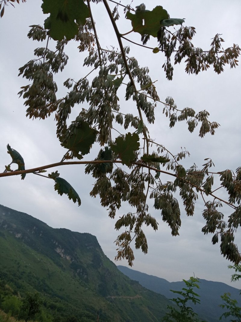 博落回果荚干货，博落回通货干货，欢迎你的联系