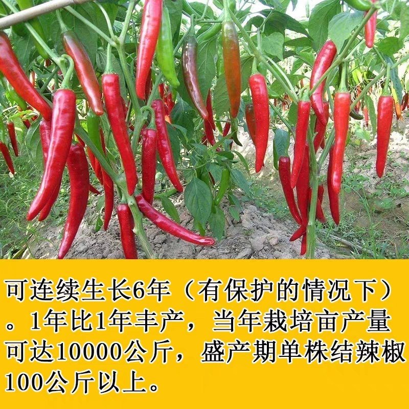 辣椒种子辣椒树种子寿光菜博会