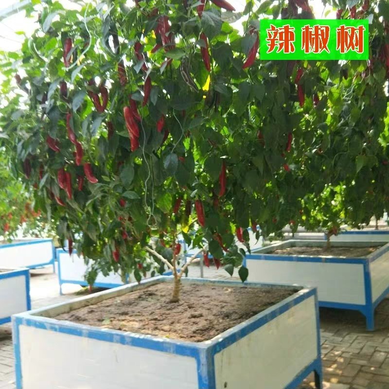 辣椒种子辣椒树种子寿光菜博会