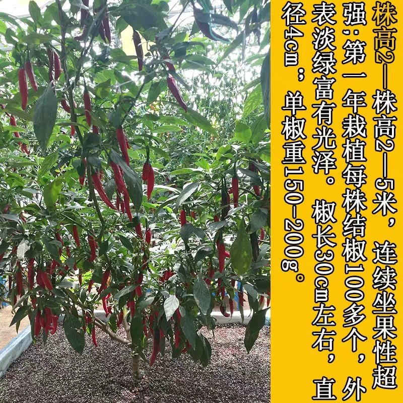 辣椒种子辣椒树种子寿光菜博会