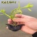 老菱角种子苗池塘水生植物菱角苗种植青菱角种子四季蔬菜红菱