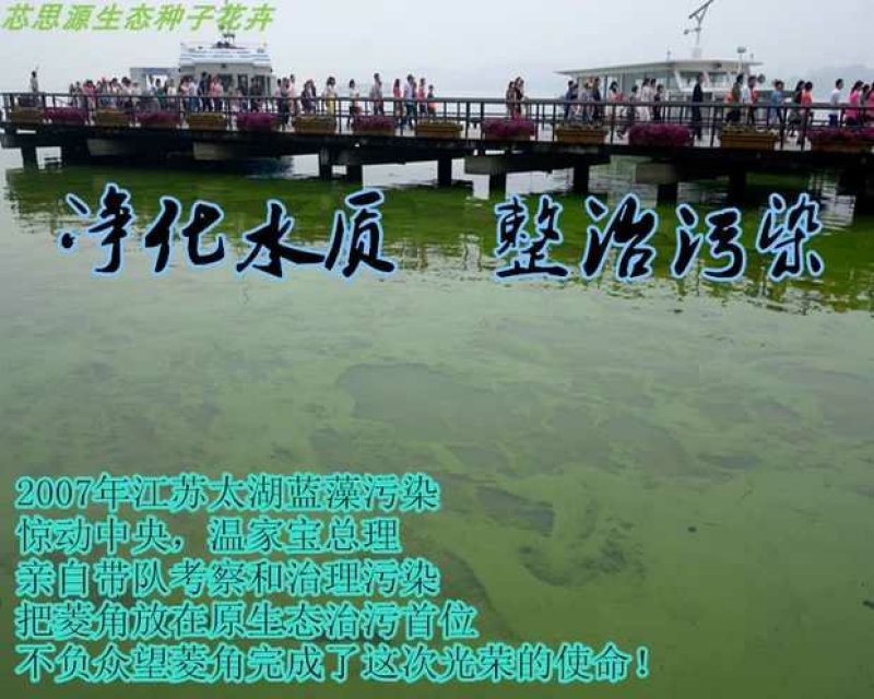 老菱角种子苗池塘水生植物菱角苗种植青菱角种子四季蔬菜红菱