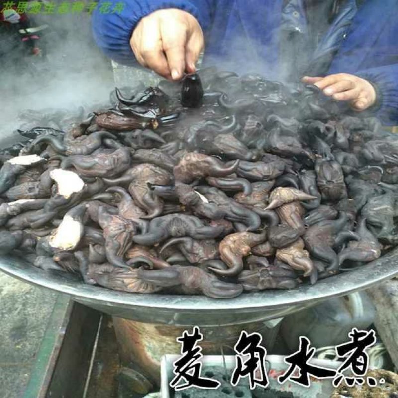 老菱角种子苗池塘水生植物菱角苗种植青菱角种子四季蔬菜红菱
