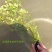 老菱角种子苗池塘水生植物菱角苗种植青菱角种子四季蔬菜红菱