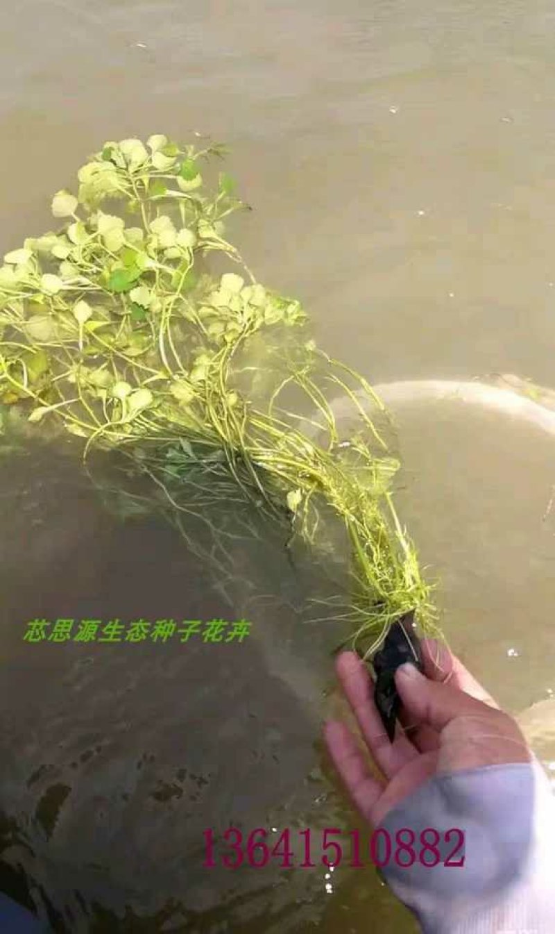 老菱角种子苗池塘水生植物菱角苗种植青菱角种子四季蔬菜红菱