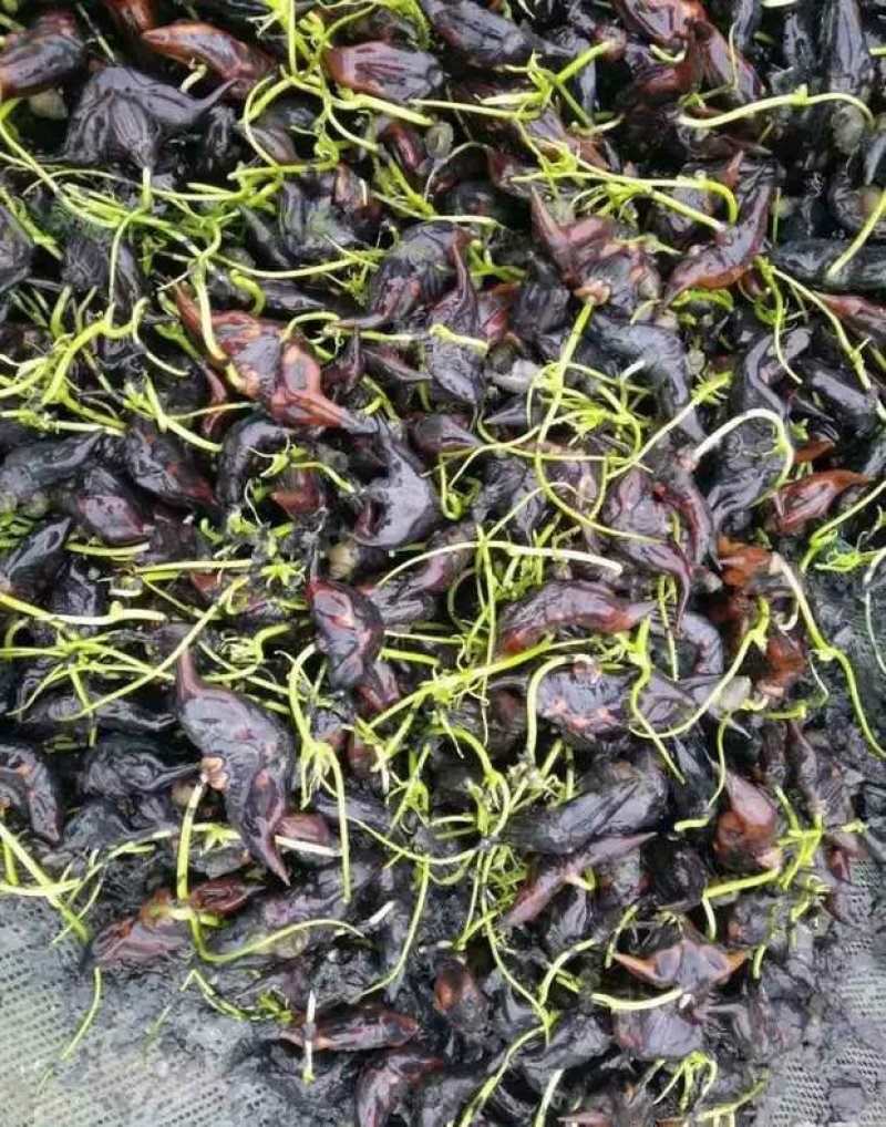 老菱角种子苗池塘水生植物菱角苗种植青菱角种子四季蔬菜红菱