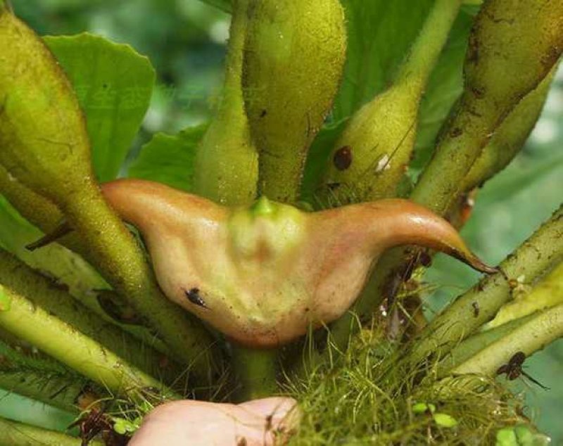 老菱角种子苗池塘水生植物菱角苗种植青菱角种子四季蔬菜红菱