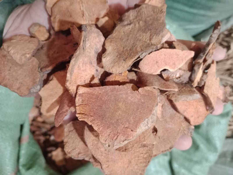 土茯苓土茯苓各种中药材批发零售各种规格中药材