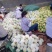 攀枝花凯特芒原产地直供支持一件代发、落地配、整车物流